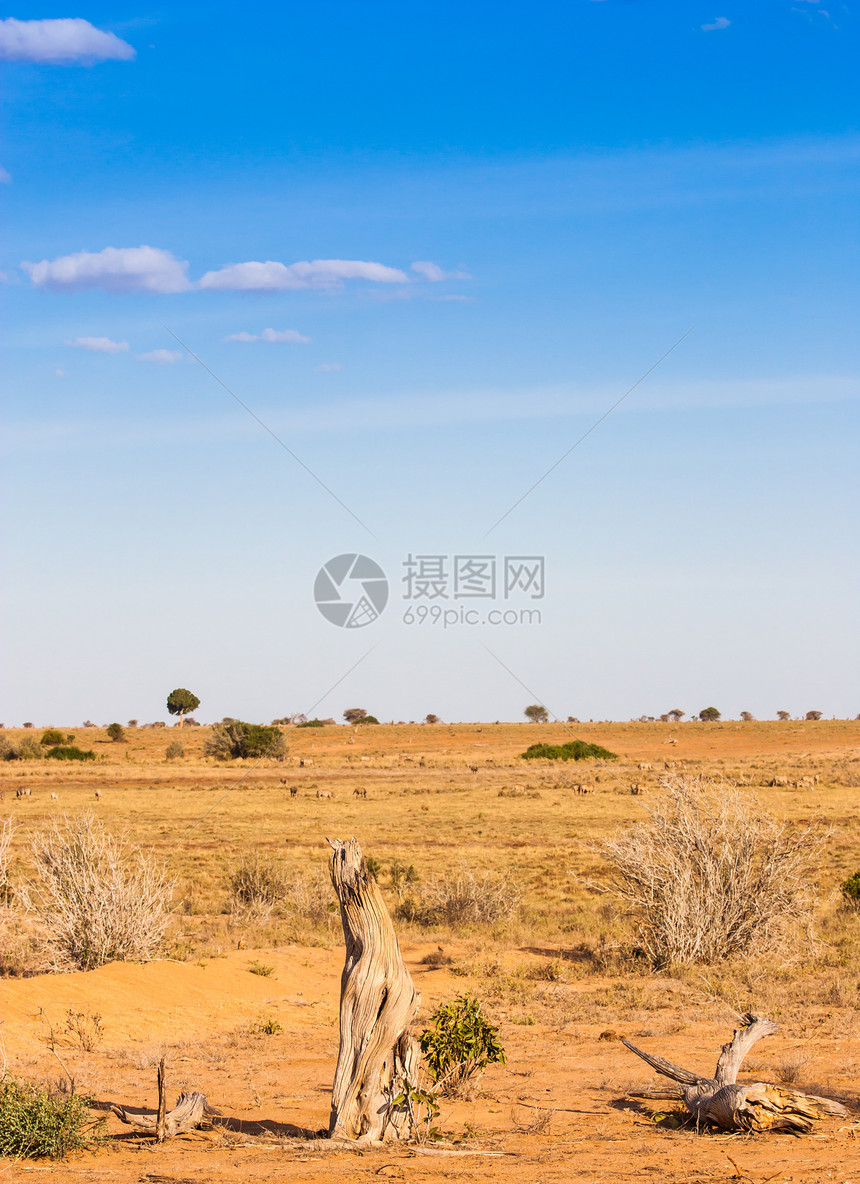 肯尼亚的冒险公园风景蓝色天空假期大草原环境旅游荒野戏剧性图片