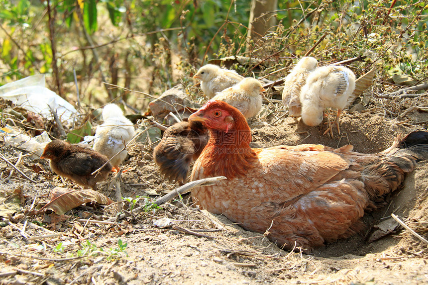 自然新生鸡和母母母鸡婴儿宠物生活农场动物家禽黄色翅膀农业新生图片
