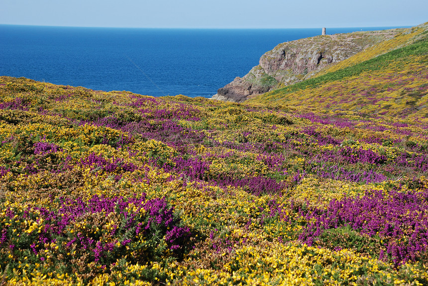 赫兰紫色金雀花海洋黄色绿色粉色海岸图片