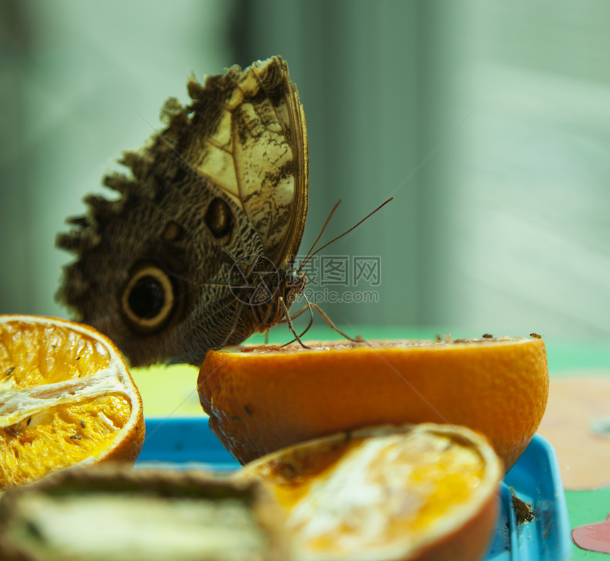 蝴蝶黄色动物昆虫翅膀花园橙子绿色图片