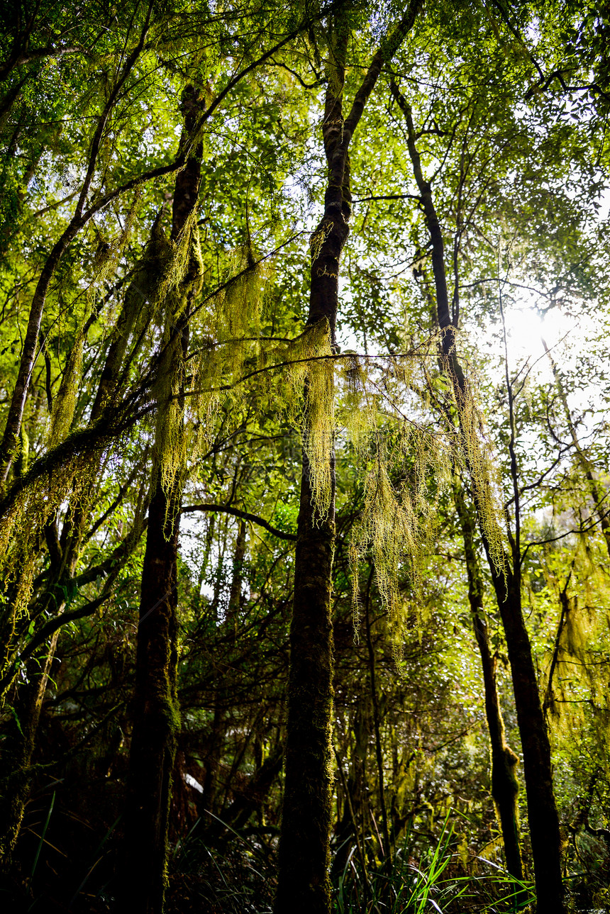 在森林里风景分支机构植物阳光季节太阳树干叶子荒野背光图片