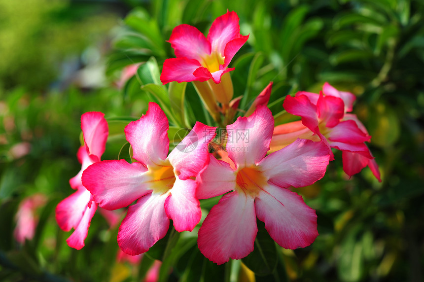 阿萨莱亚花花生长植物学土壤植物花园盆栽绿色叶子粉色矮人图片