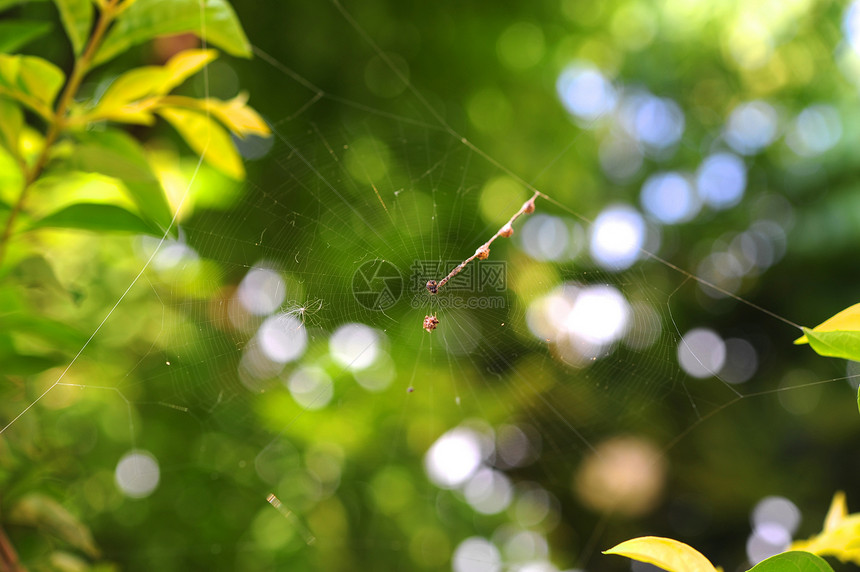蜘蛛网昆虫叶子文摘动物建筑物几何形状狩猎绿色丝绸图片