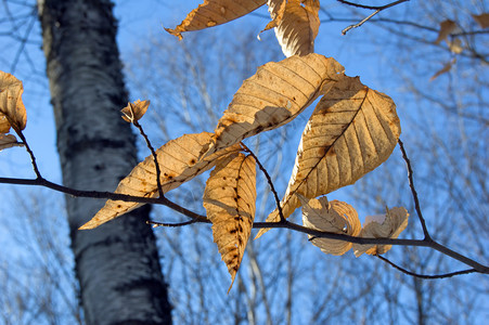 干叶白色黄色棕色季节背景图片