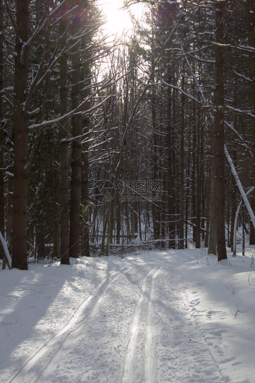 滑雪车轨阳光白色阴影森林公园木头黑色照射植物圆形图片