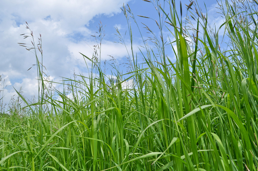 绿草和蓝天空植物风景场地活力牧场环境天气天空季节草地图片