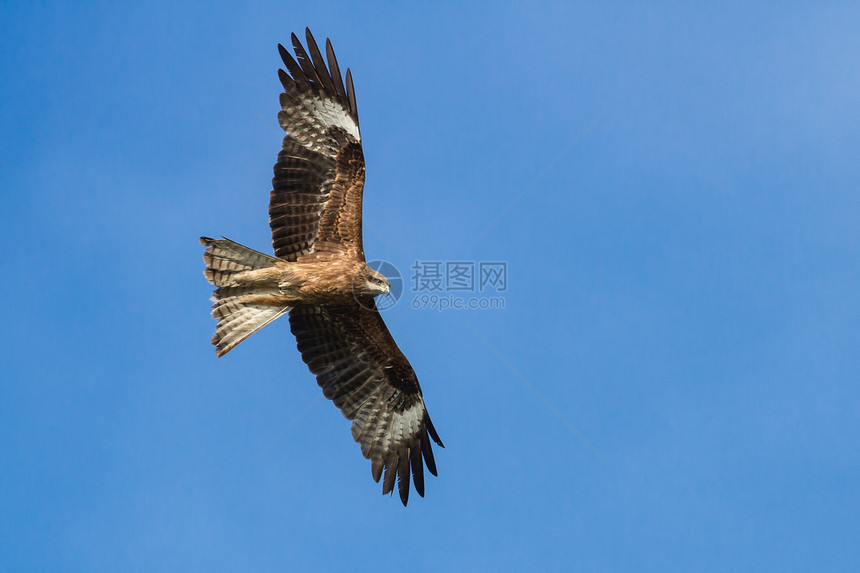 黑Kite食肉野生动物动物飞行羽毛荒野黑色风筝天空翅膀图片