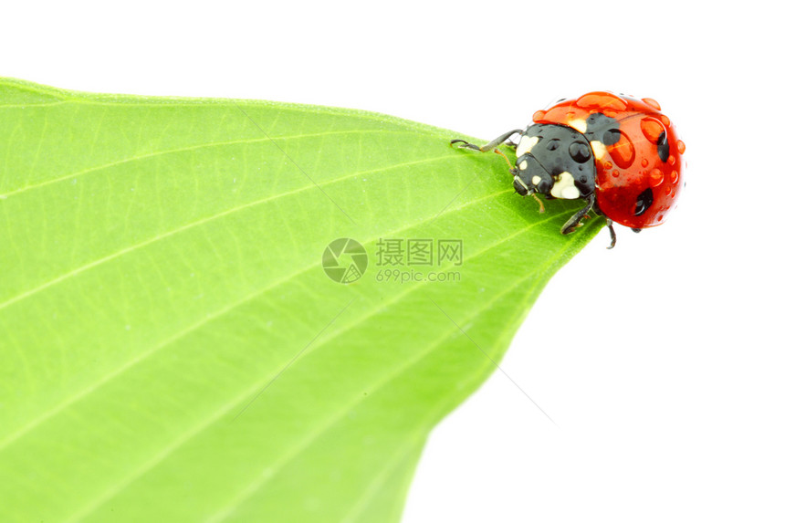 树叶上的中拉虫花园植物甲虫昆虫女士季节植物群工作室动物生态图片