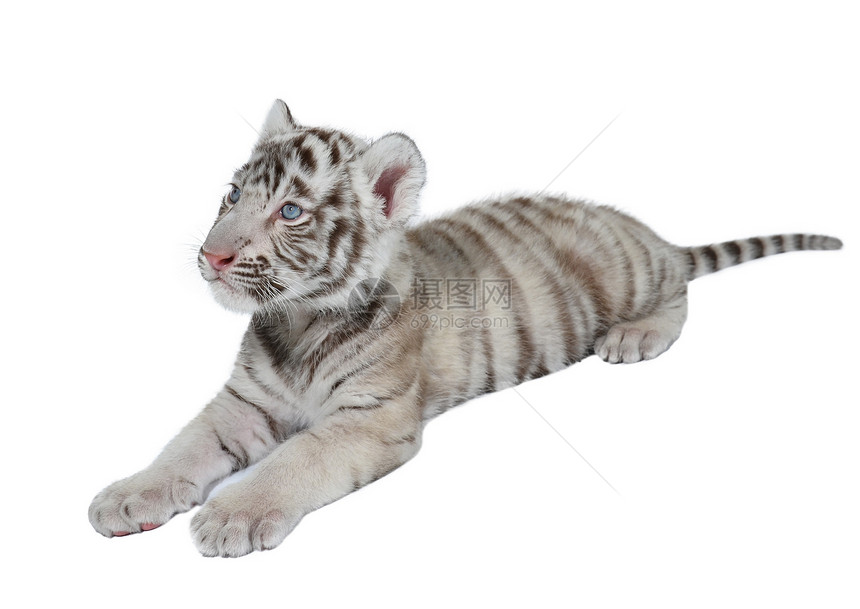 白老虎婴儿猫科豹属条纹野生动物幼兽白色捕食者老虎荒野食肉图片