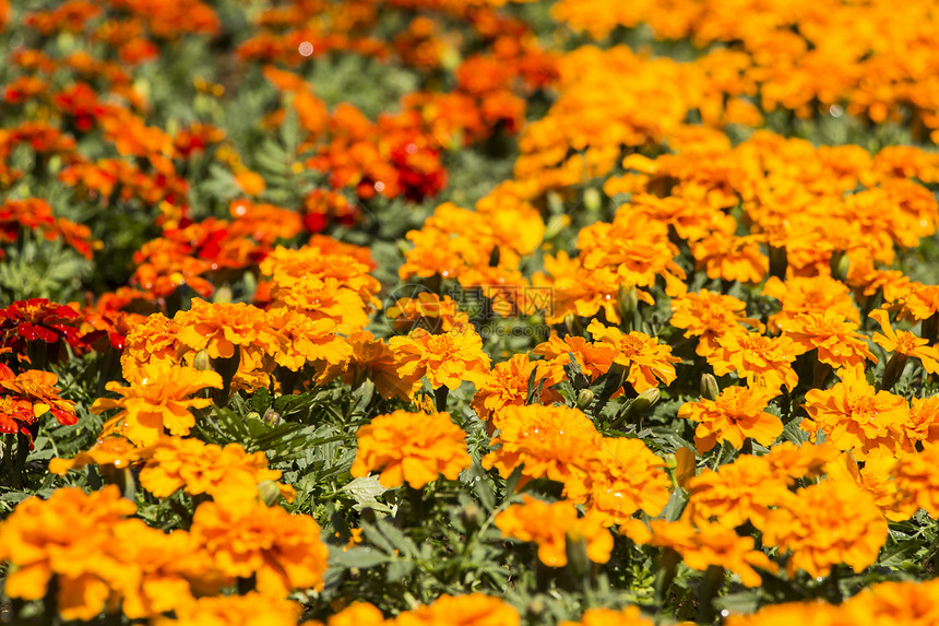色彩多彩的花朵香味花园花瓣植物群橙子美丽季节脆弱性植物学植物图片
