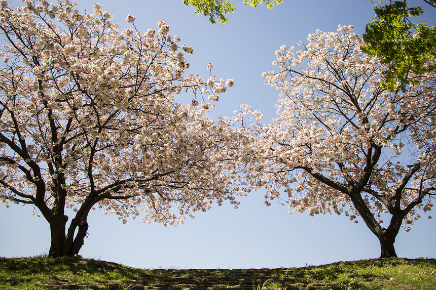 日本樱花樱花花朵季节枝条投标果园花瓣植物群花园植物热带图片