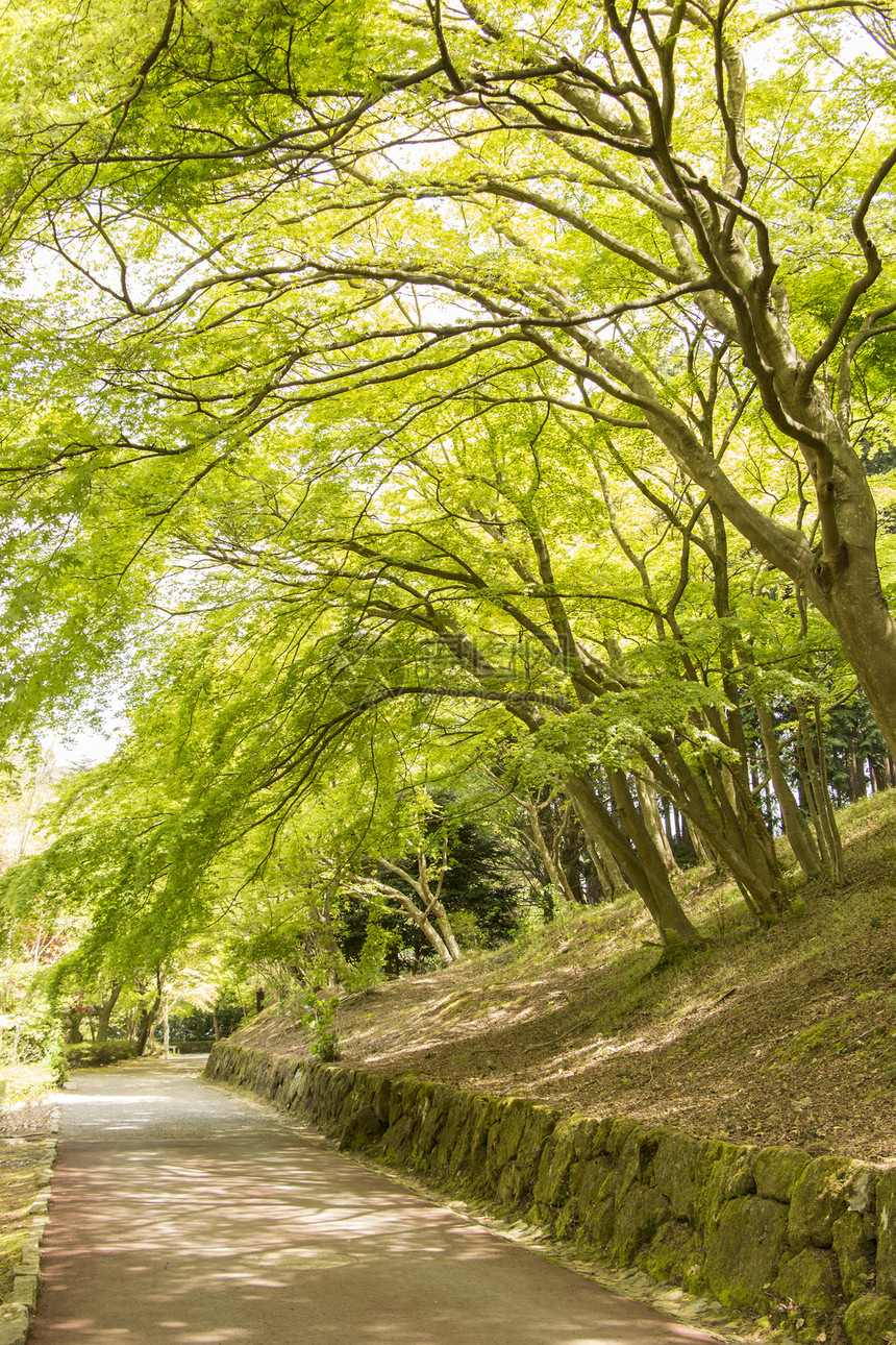 公园绿树情绪太阳树林季节分支机构荒野晴天木头环境叶子图片