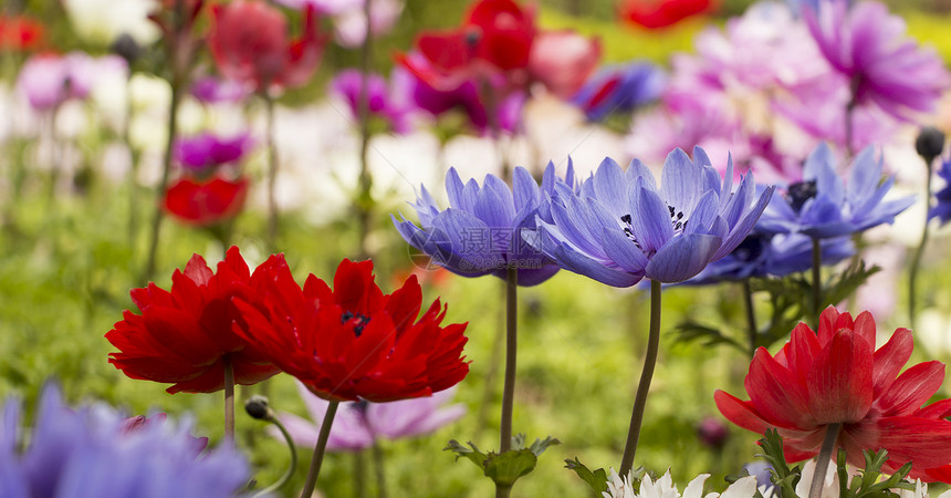 色彩多彩的花朵脆弱性花瓣植物群香味花束美丽植物场地花园植物学图片