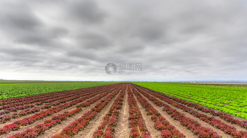 差异式生菜场图片