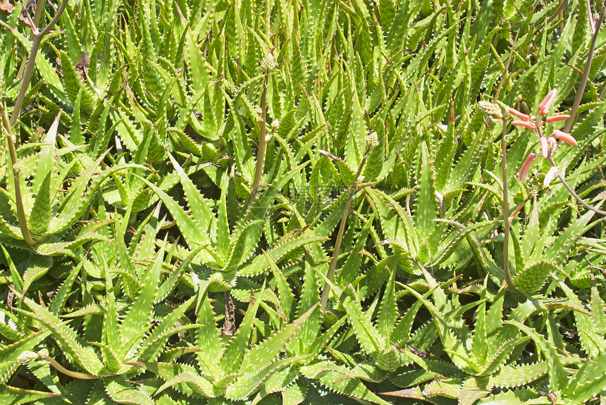 自然界的 Aloe vera植物生物药品宏观情调果汁芦荟异国植物群凝胶生态图片