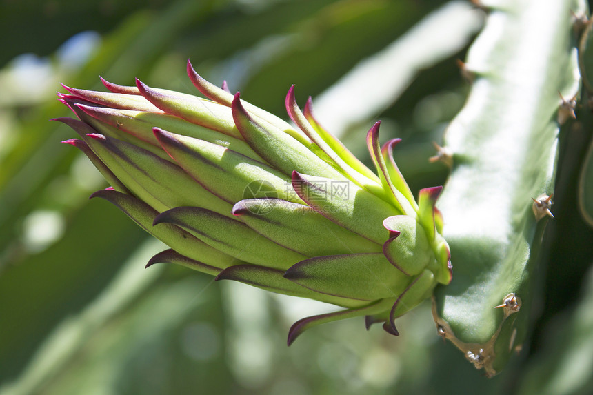 超天线荒野热带植物情调叶子食物种子水果气候果园图片