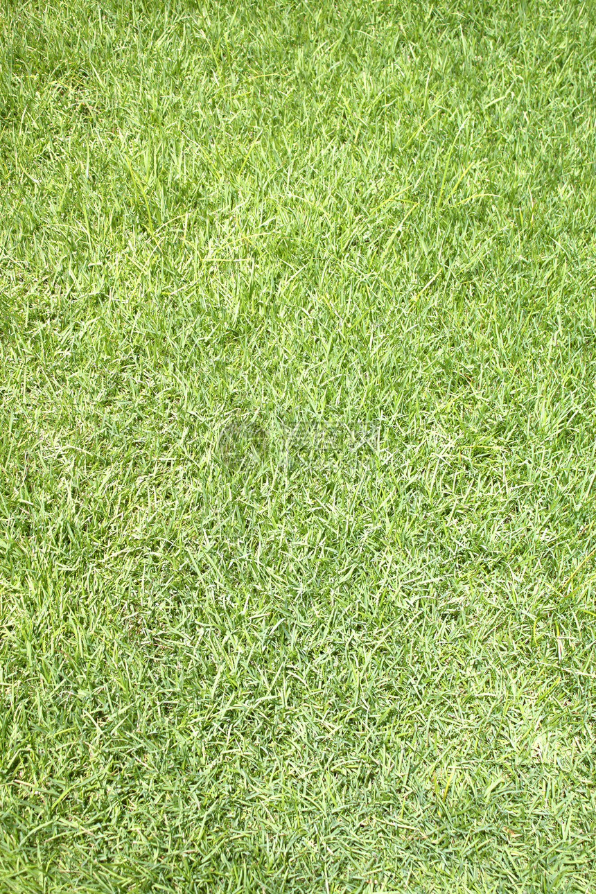 草草原环境生态院子活力场地草地刀片季节植物学图片