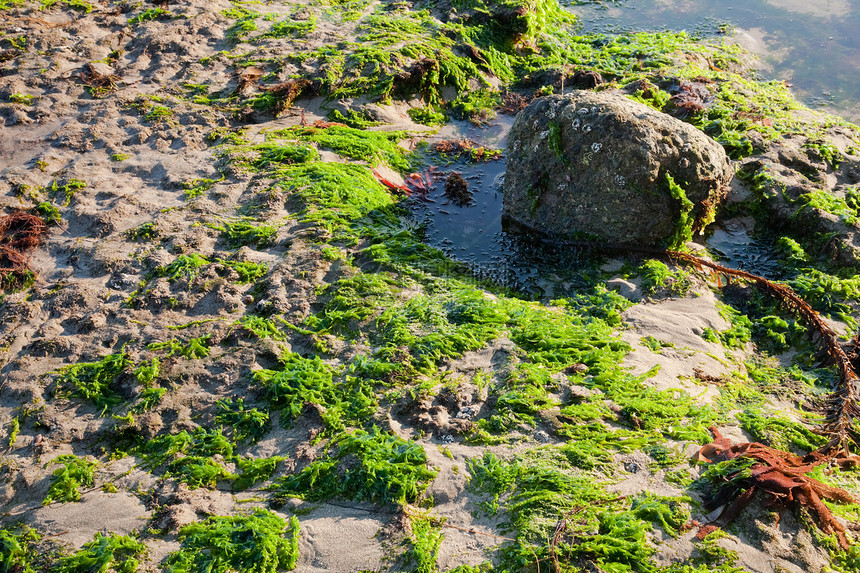 低潮的海岸场景岩石橙子蓝色苔藓石头荒野海洋日落海岸线图片