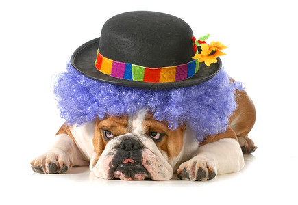 小丑帽子有趣的狗工作室小狗斗牛犬舌头假发英语动物乐趣展示帽子背景