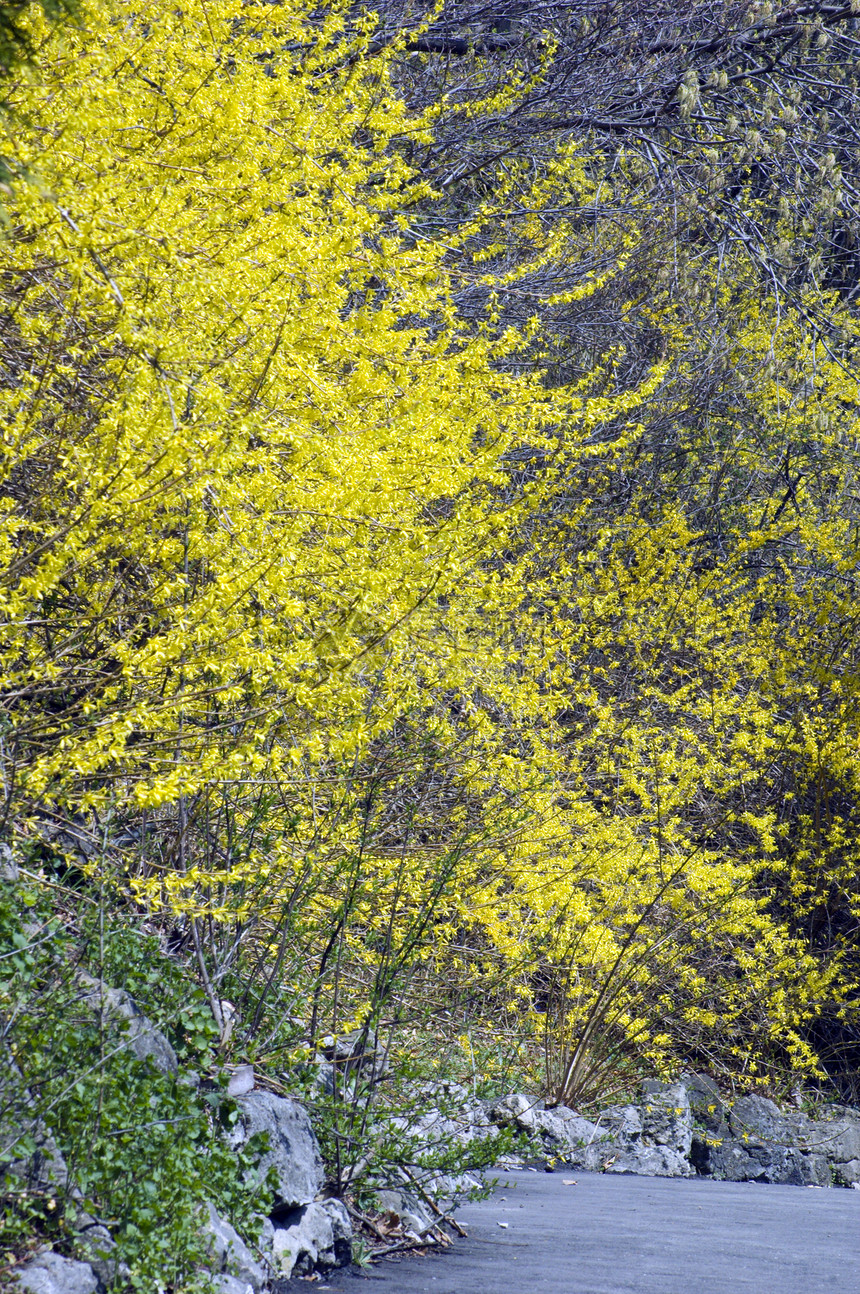 骨协联绿色灌木宏观枝条分支机构季节晴天黄色日落植物群图片