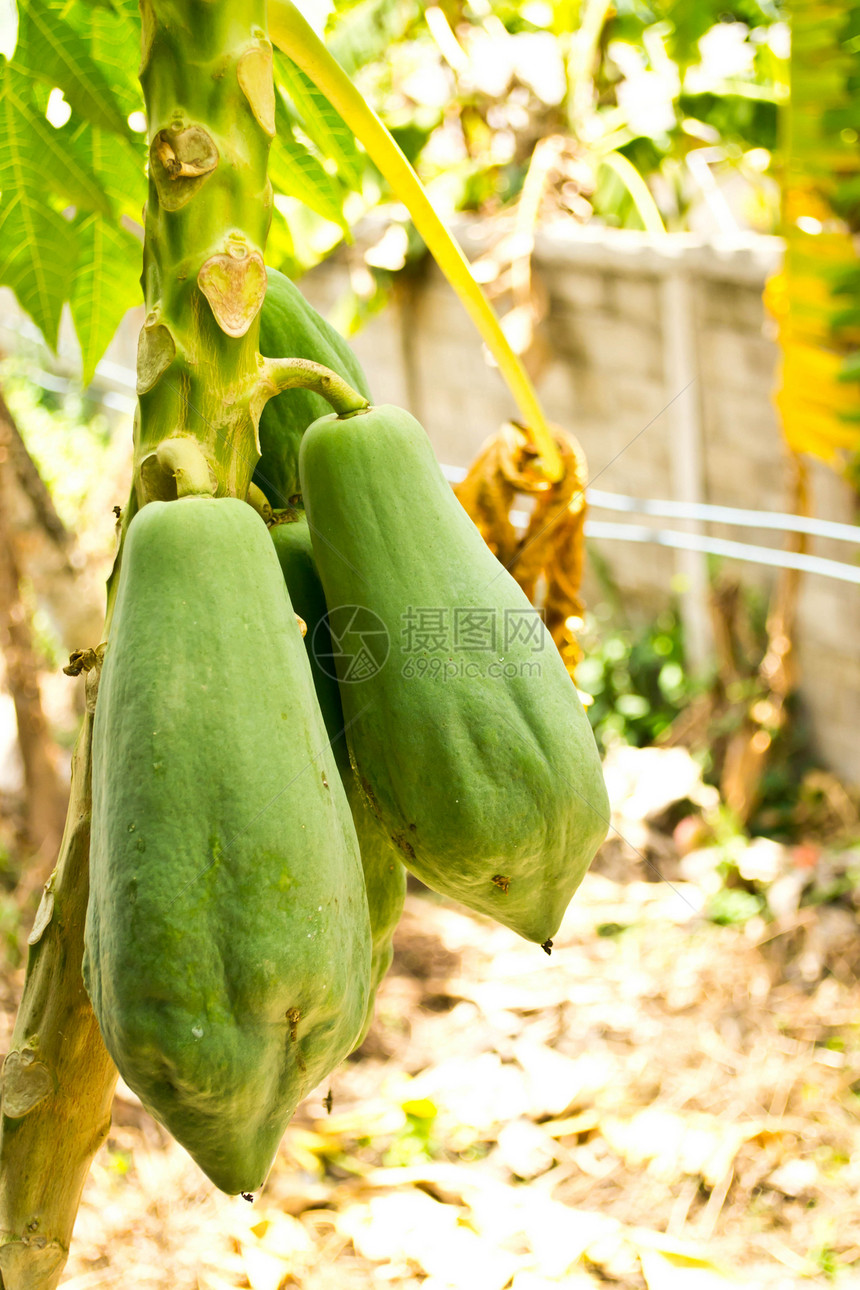 木瓜挂在树上花园树干水果绿色热带假期叶子蔬菜食物农场图片