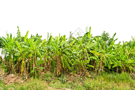 香蕉种植园绿色的生长高清图片