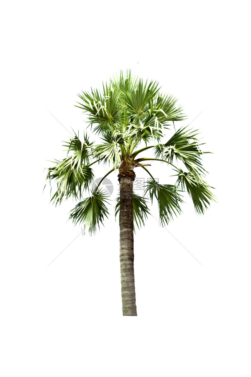 白色背景上孤立的糖棕榈木头生态热带森林环境季节棕榈树干花园植物图片