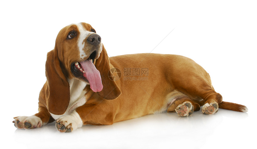 Basset 猎犬舌头哺乳动物鼻子伴侣犬类爪子脊椎动物衣冠工作室宠物图片