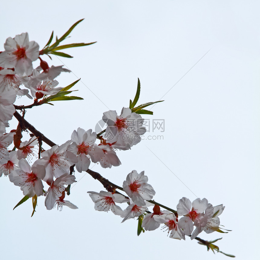 萨库拉支部花园美丽雌蕊季节枝条植物叶子樱花生长植物学图片