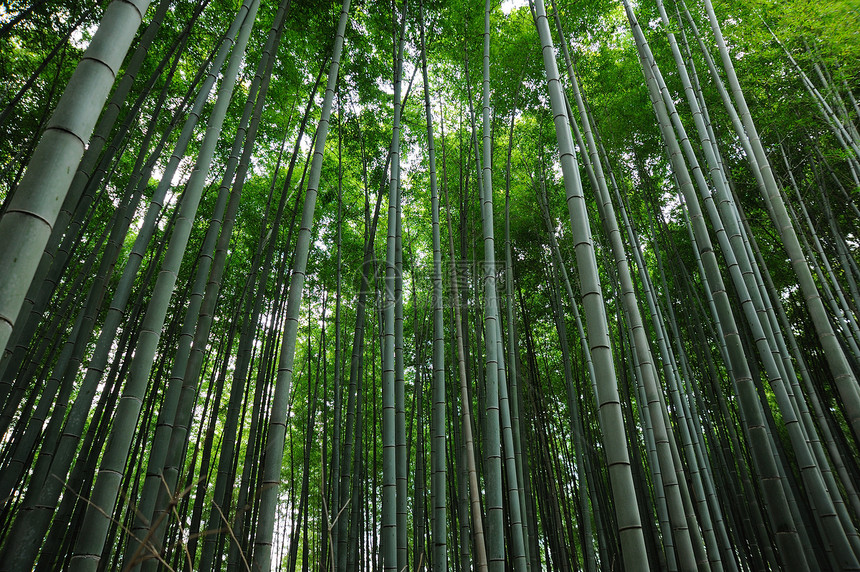 亚洲竹木森林物体树叶田园荒野阳光场景叶子植物风光文化图片