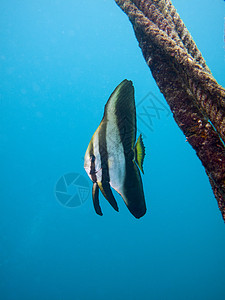 蝙蝠鱼和绳索潜水运动学校风景生物学假期游泳海洋旅游水域背景图片