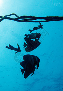 蝙蝠鱼和绳索潜水游泳水域生态水样旅游野生动物动物群生物学运动背景图片