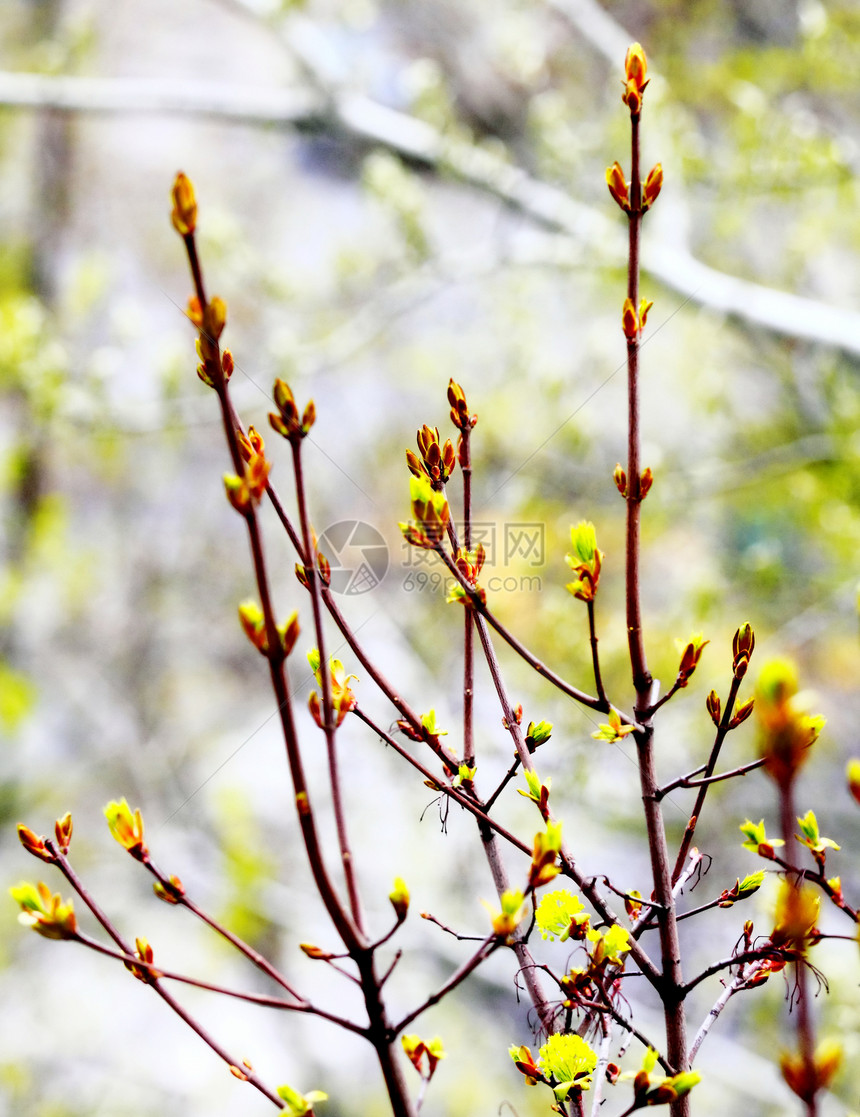 青叶 鲜花 春天美丽木头植物群季节花瓣树叶花朵绿色天气植物图片