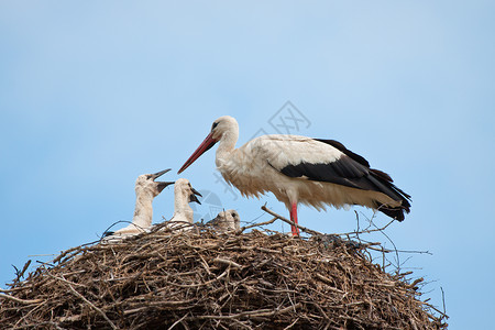 白鹤与幼鸟在巢中背景图片