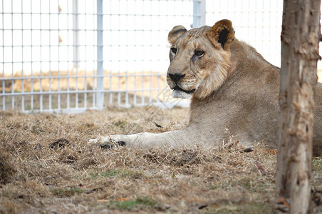 狮子座可爱少年雄狮子毛皮幼兽眼睛动物园女性婴儿野生动物少年捕食者荒野背景