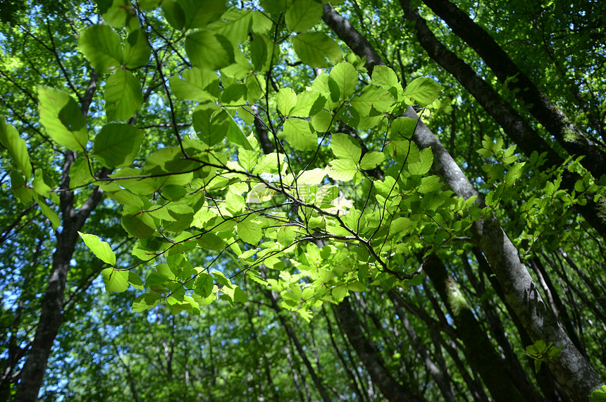 水深森林榉木植物群树木天空绿色木头蓝色好天气山毛榉强光图片