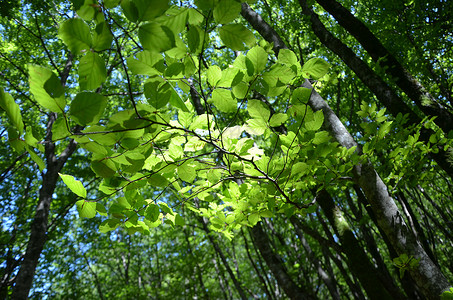水深森林榉木植物群树木天空绿色木头蓝色好天气山毛榉强光背景图片