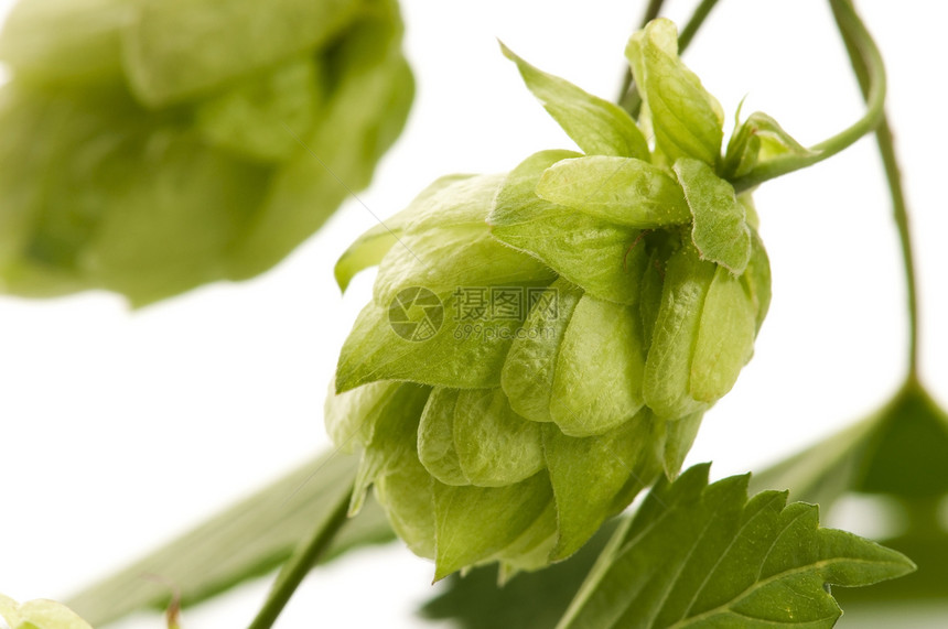 白色背景的花锥和叶子雌激素啤酒啤酒花狼疮生产植物啤酒厂树叶食物登山者图片