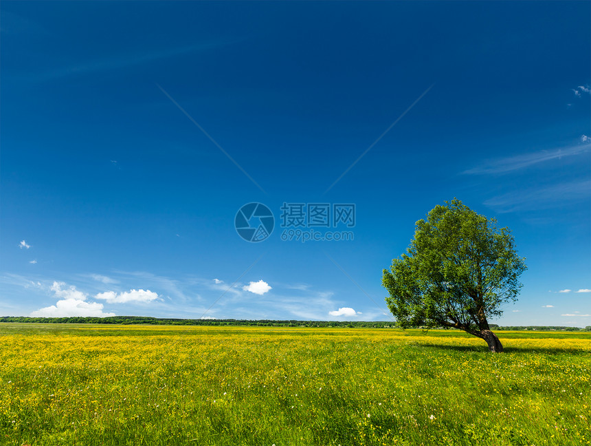 春夏夏季绿地景色 单树一棵季节晴天阳光日光植物田园太阳场地风光森林图片