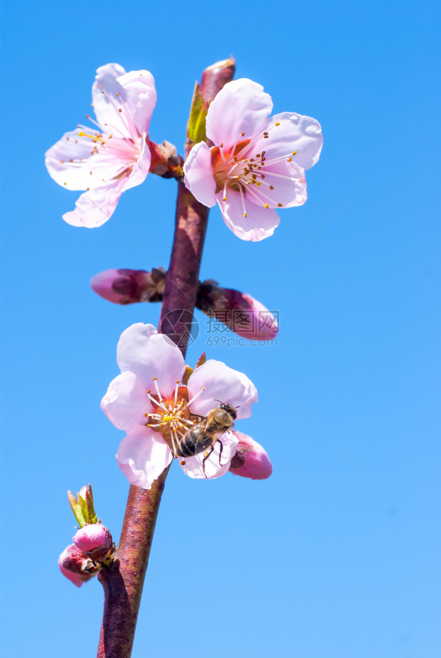 春天的桃花春花 蜜蜂在花上收集蜂蜜图片
