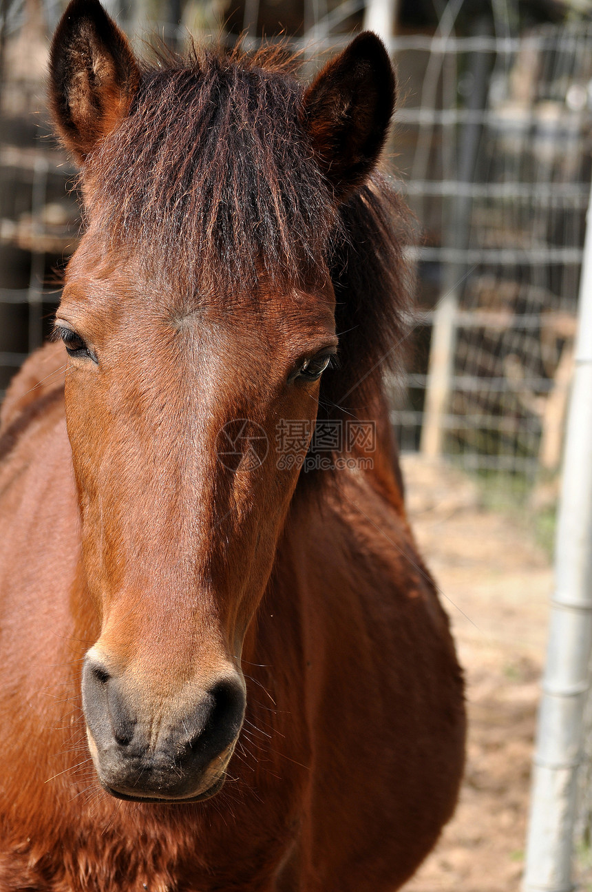 马的马荒野鬃毛蓝色宠物头发微笑场地姿势良种耳朵图片