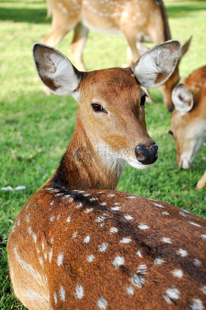 年轻雌雄鹿动物鼻子将军耳朵旅行尾巴梅花鹿女性野生动物场地图片