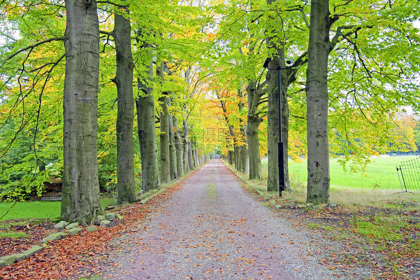 从荷兰沦落到农村的泥土季节性街道季节树叶树木图片