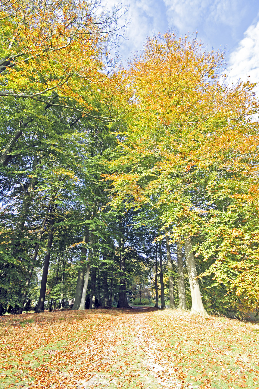 倒在荷兰树叶人行道叶子森林季节性树木车道季节小路图片