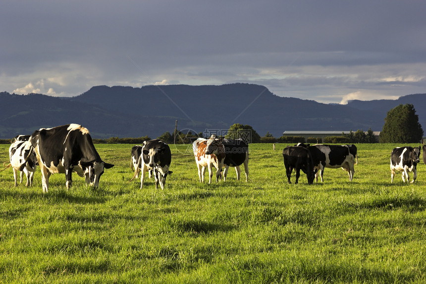 澳大利亚奶牛农场图片