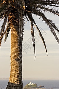 棕榈树下轻度的Nobbys头背景图片