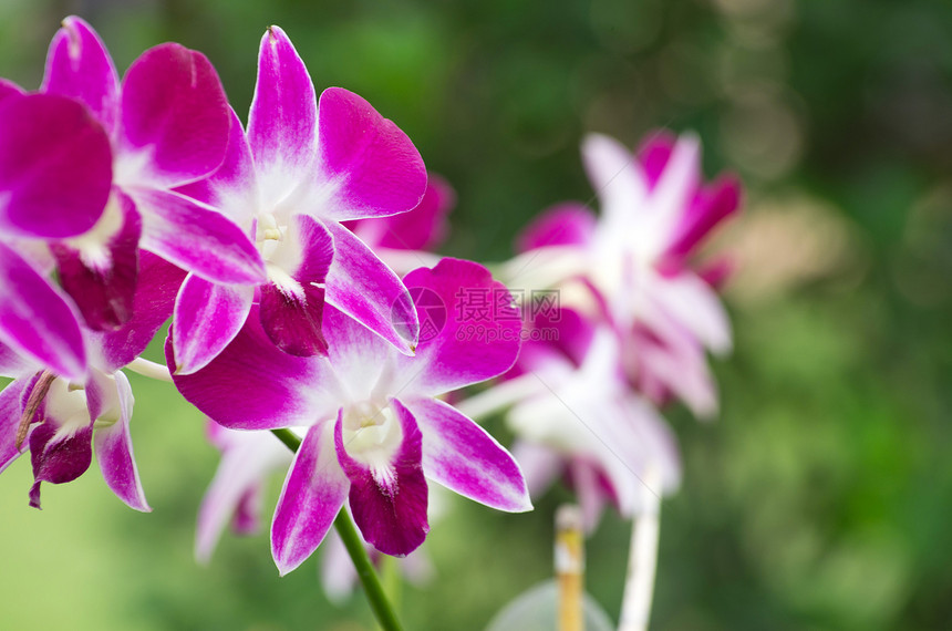 兰花花园叶子阳光宏观花瓣异国礼物植物生长紫色图片