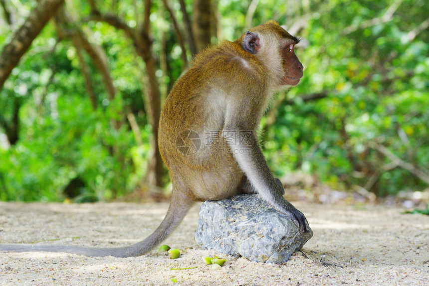 猴子猴毛皮动物群野生动物尾巴荒野热带生物森林丛林哺乳动物图片