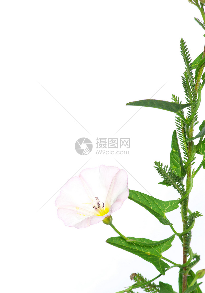 白花的花朵光合作用花园植物学白色生长植物群园艺生物学植物紫色图片
