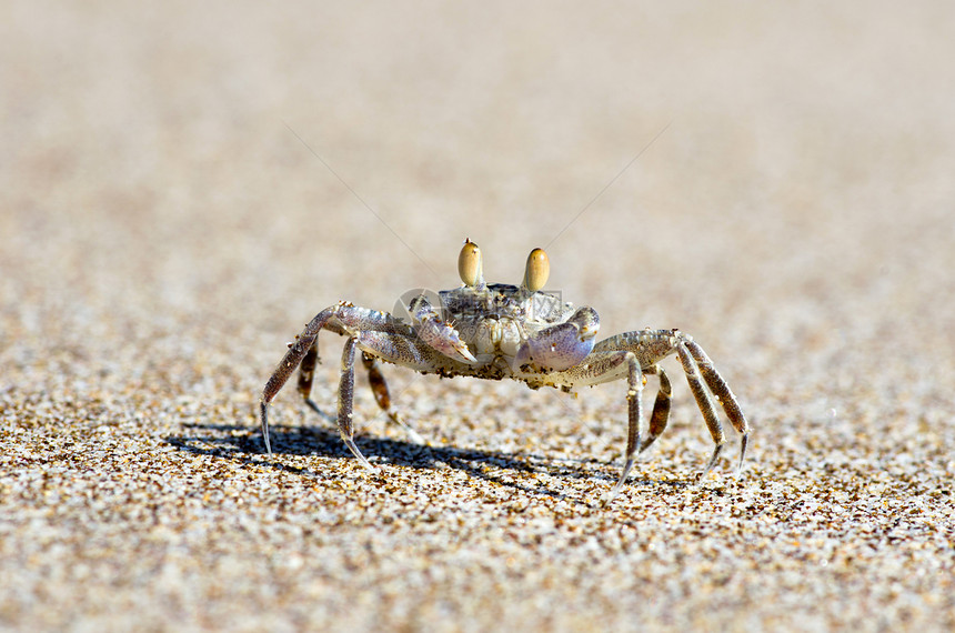 螃蟹环境生态甲壳警报海岸沿海栖息地野生动物海洋荒野图片